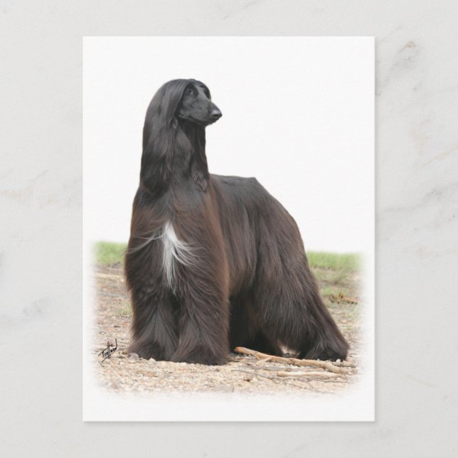 Afghansk hound 9Y151D-113 Vykort (Framsida)