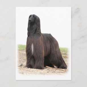 Afghansk hound 9Y151D-118 Vykort