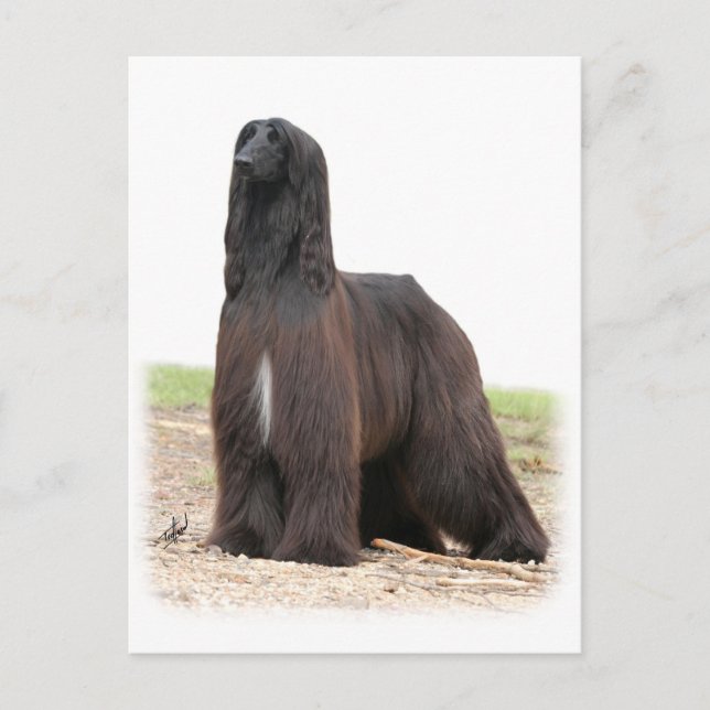 Afghansk hound 9Y151D-118 Vykort (Framsida)