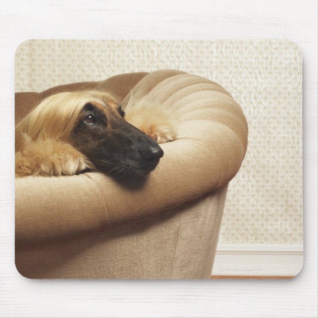 Afghansk hound ljugande på soffa musmatta (Framsidan)