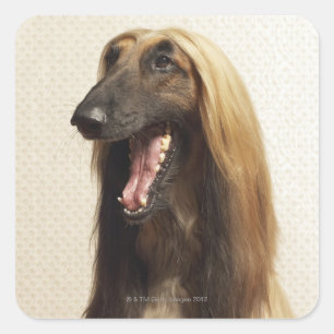 Afghansk hound sitta i rum fyrkantigt klistermärke