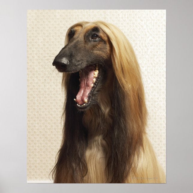 Afghansk hound sitta i rum poster (Framsidan)