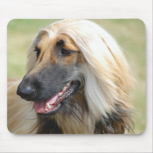 Afghansk HoundPuppy hund Musmatta