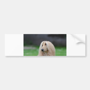 afghansk hund bildekal