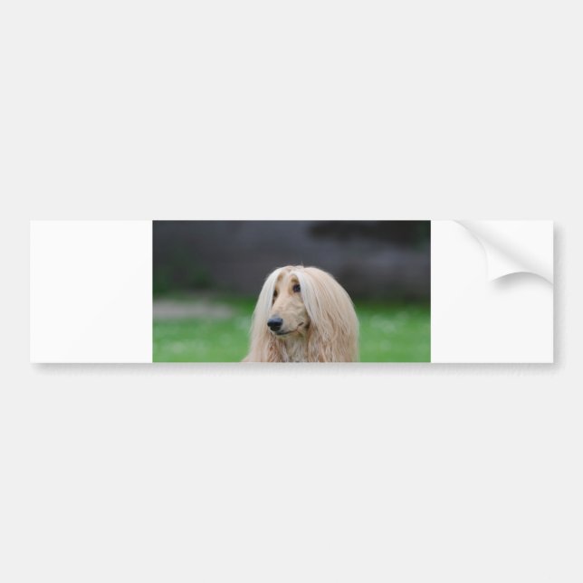 afghansk hund bildekal (Framsidan)