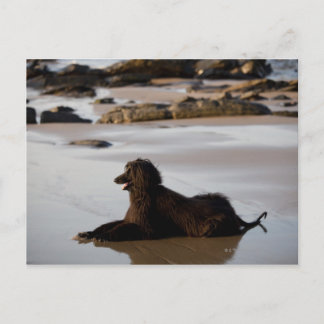 Afghansk hund på stranden Deba, Guipuzcoa Vykort