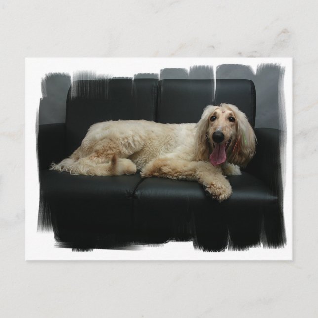 Afghanskt vykort för hound Hund (Framsida)