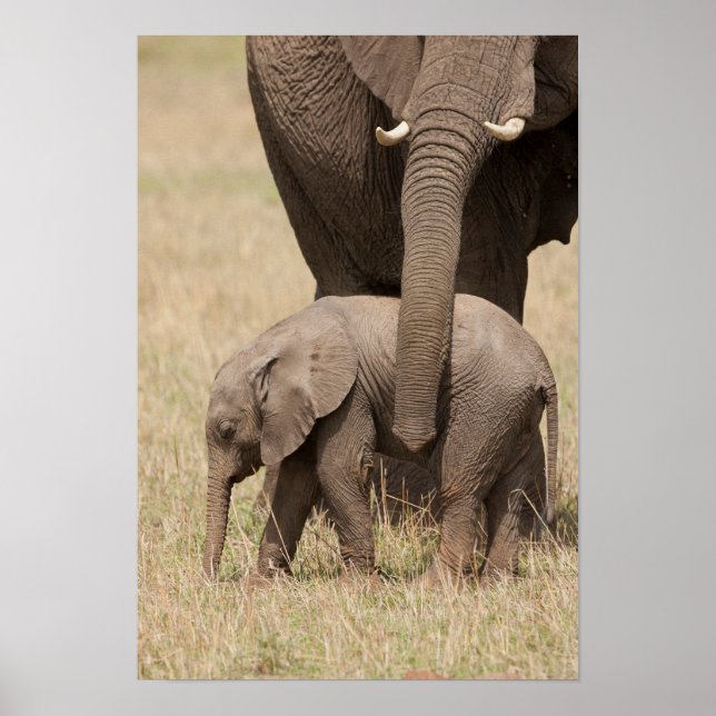African Baby Elephant med Mor Poster (Framsidan)