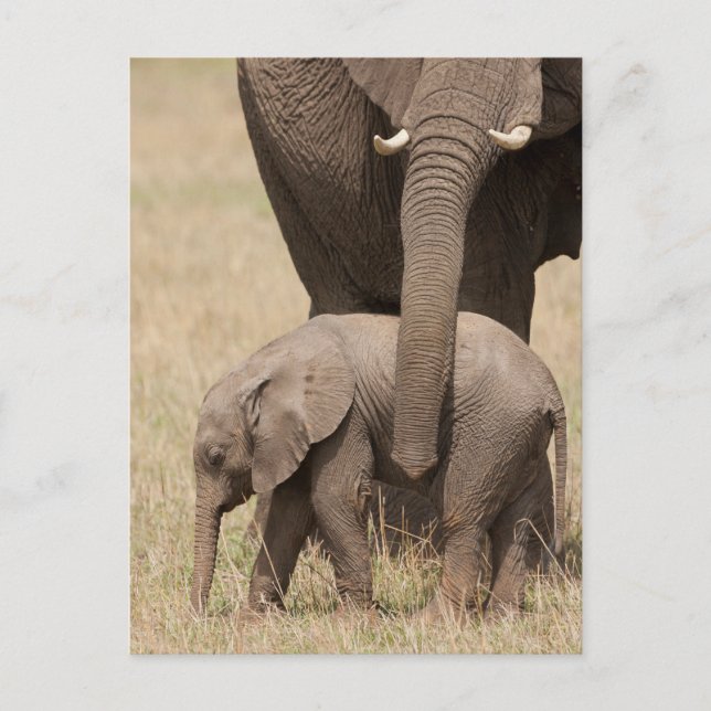 African Baby Elephant med Mor Vykort (Framsida)