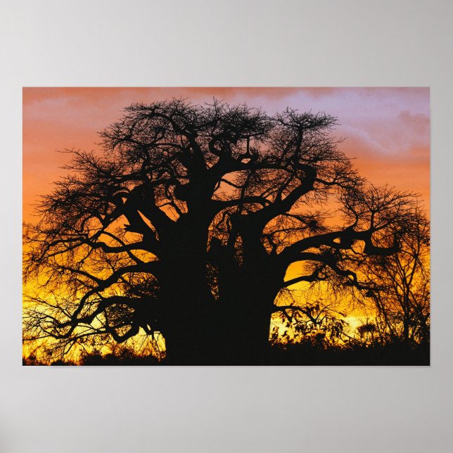 African baobab träd, Adansonia digitata Poster (Framsidan)