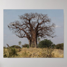 African Baobab Träd