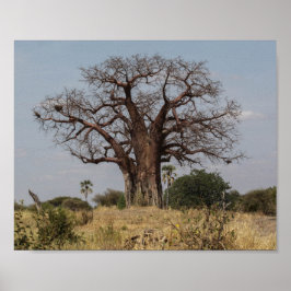 African Baobab Träd Poster