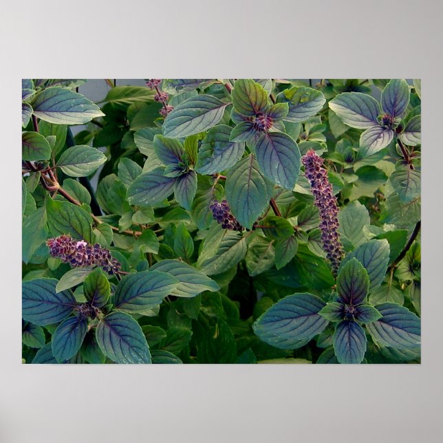 African Blue Basil Poster (Framsidan)