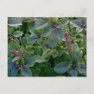 African Blue Basil Vykort