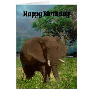 African Bull Elephant, födelsedagskort Hälsningskort