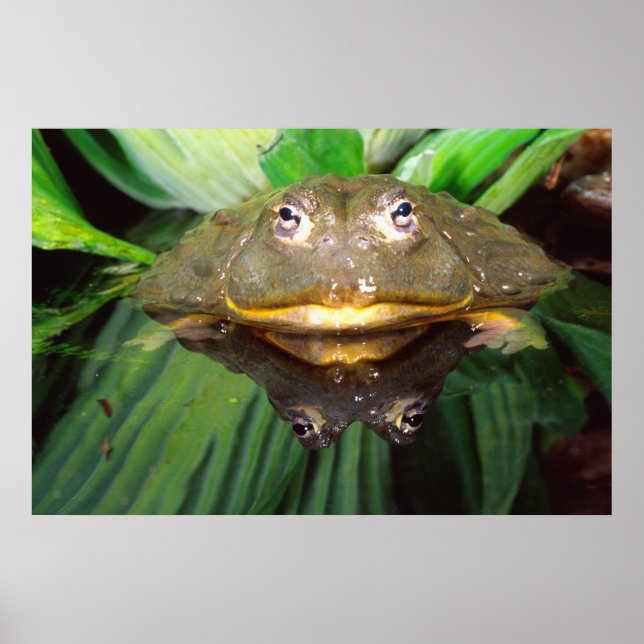 African Burrowing Bullfrog, Pyxicephalus 2 Poster (Framsidan)