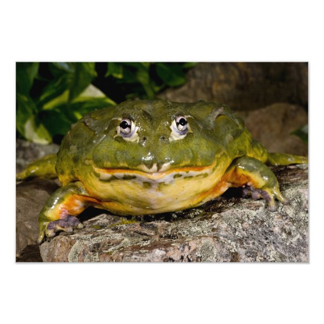 African Burrowing Bullfrog, Pyxicephalus Fototryck (Framsidan)