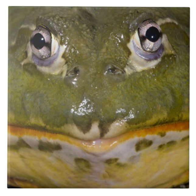 African Burrowing Bullfrog, Pyxicephalus Kakelplatta (Framsidan)