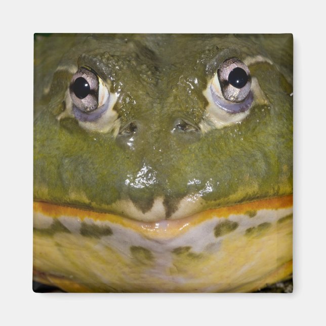 African Burrowing Bullfrog, Pyxicephalus Magnet (Framsidan)