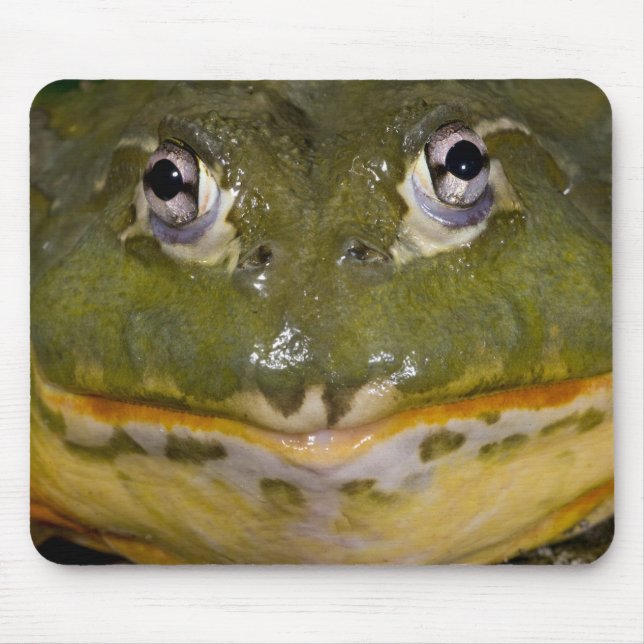 African Burrowing Bullfrog, Pyxicephalus Musmatta (Framsidan)