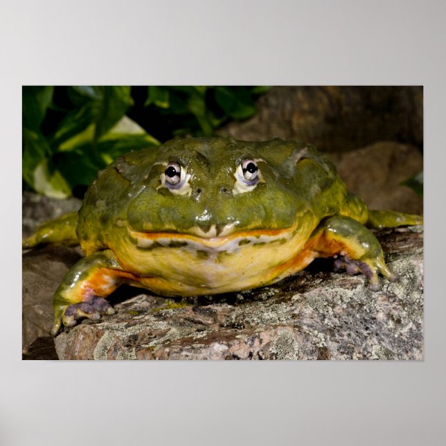 African Burrowing Bullfrog, Pyxicephalus Poster (Framsidan)