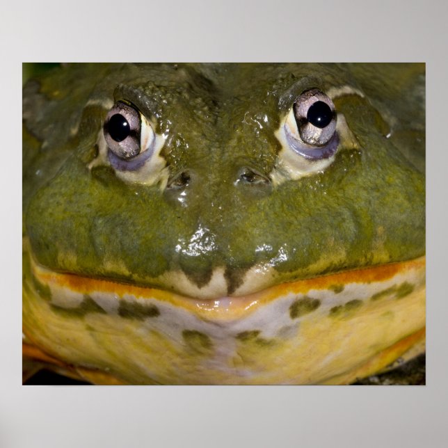 African Burrowing Bullfrog, Pyxicephalus Poster (Framsidan)