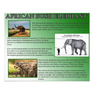 African Bush Elephant Fototryck