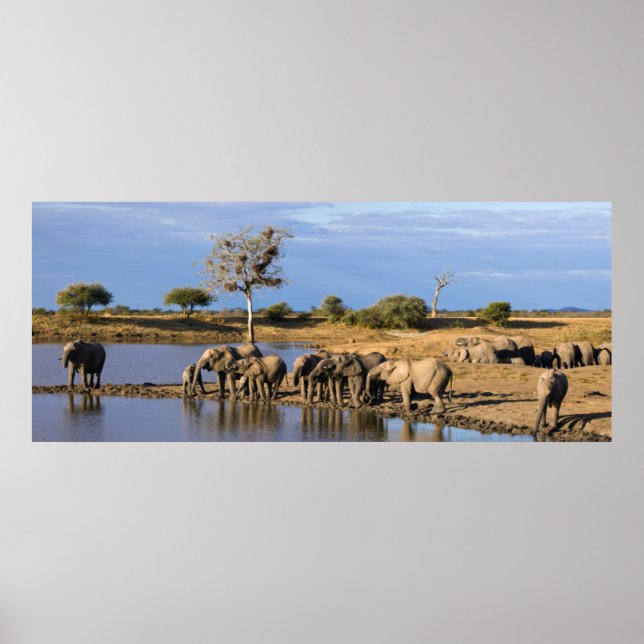African Bush Elephant (Loxodonta Africana) Herd Poster (Framsidan)
