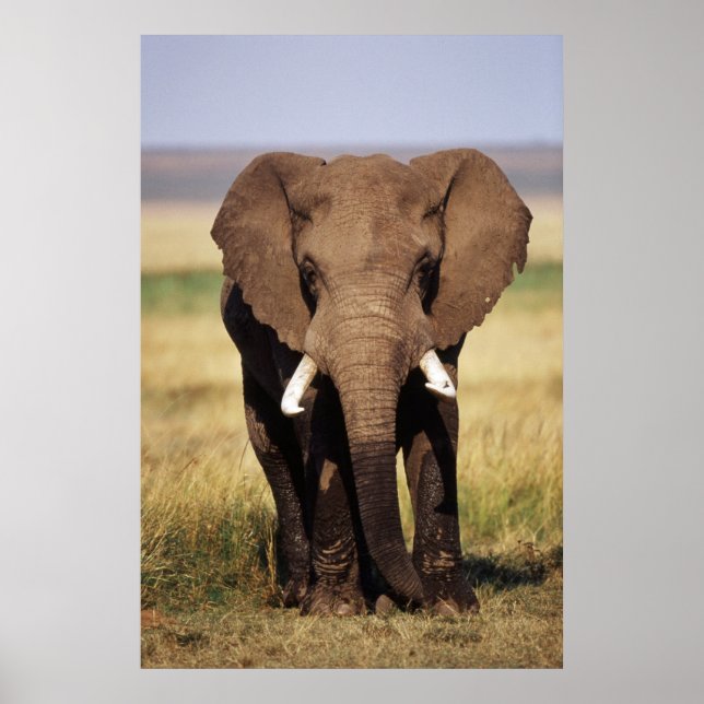 African Bush Elephant Poster (Framsidan)