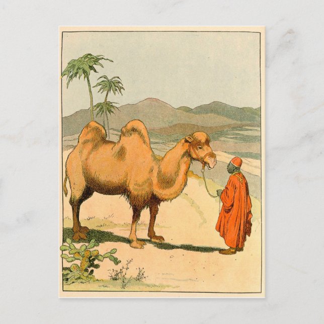 African Camel and Desert Traveler Vykort (Framsida)