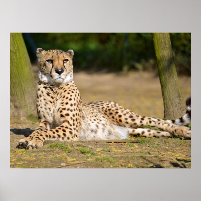 African Cheetah ljuger på marken Poster (Framsidan)