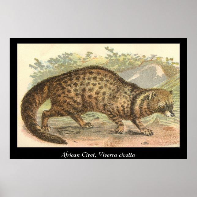 African Civet Poster (Framsidan)