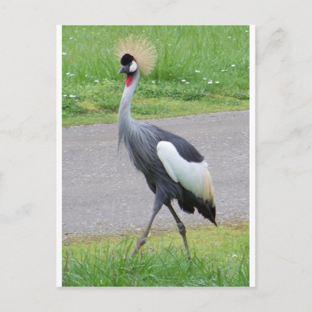 African Crested Crane Vykort (Framsida)