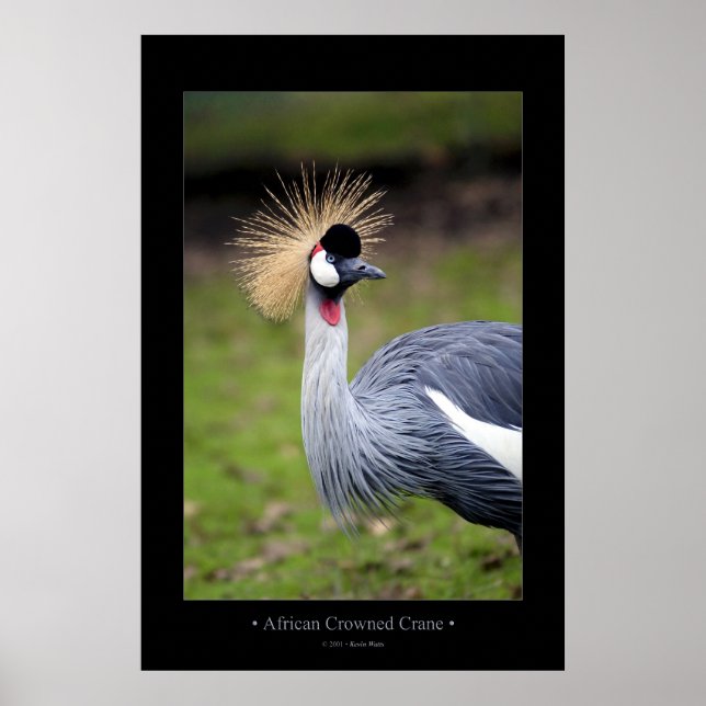 African Crowned Crane Poster (Framsidan)