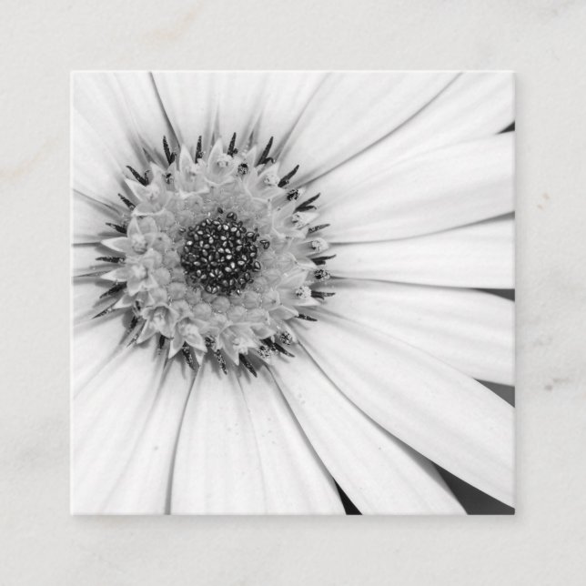 African Daisy Monochrome Floral Square Business Ca Fyrkantigt Visitkort (Framsida)