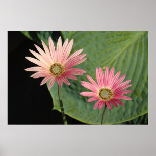 African Daisys Bute Park, Cardiff, Wales Poster