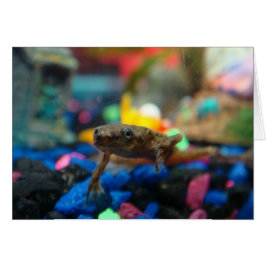 African Dwarf Frog Hälsningskort