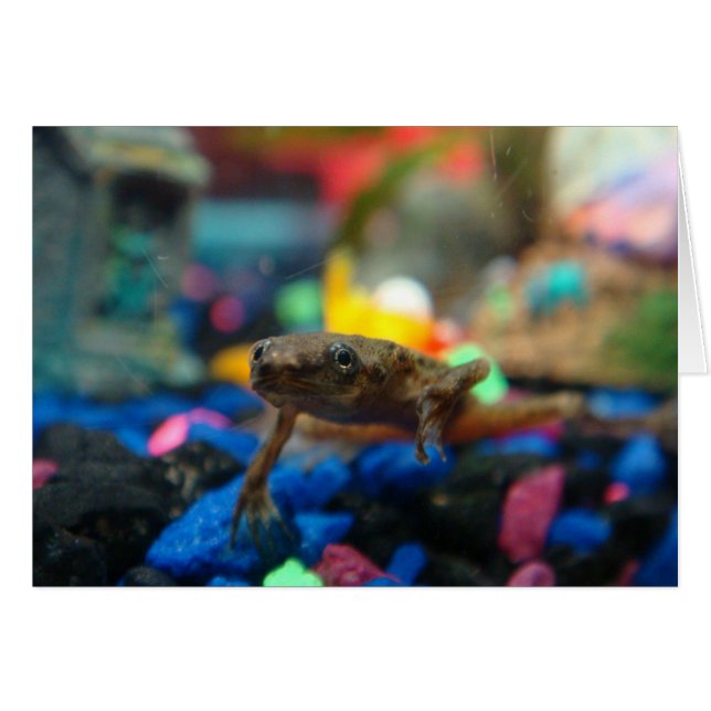 African Dwarf Frog Hälsningskort (Framsidan Horizontal)