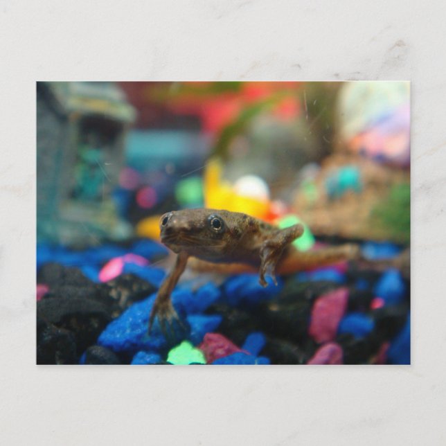 African Dwarf Frog Vykort (Framsida)