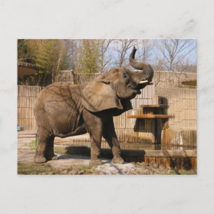 African_Elephant_001 Vykort