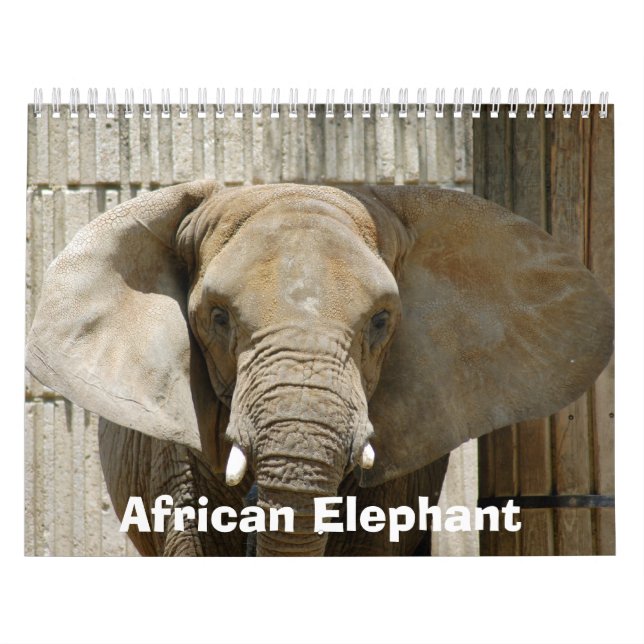 African_Elephant_005 afrikansk elefant Kalender (Omslag)
