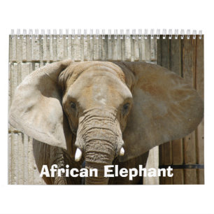 African_Elephant_005 afrikansk elefant Kalender