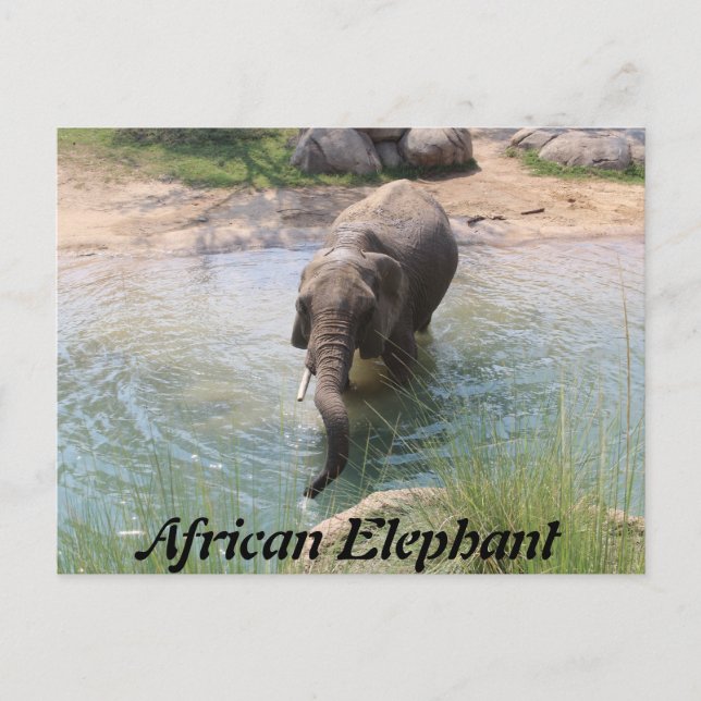African Elephant # 2 Vykort (Framsida)