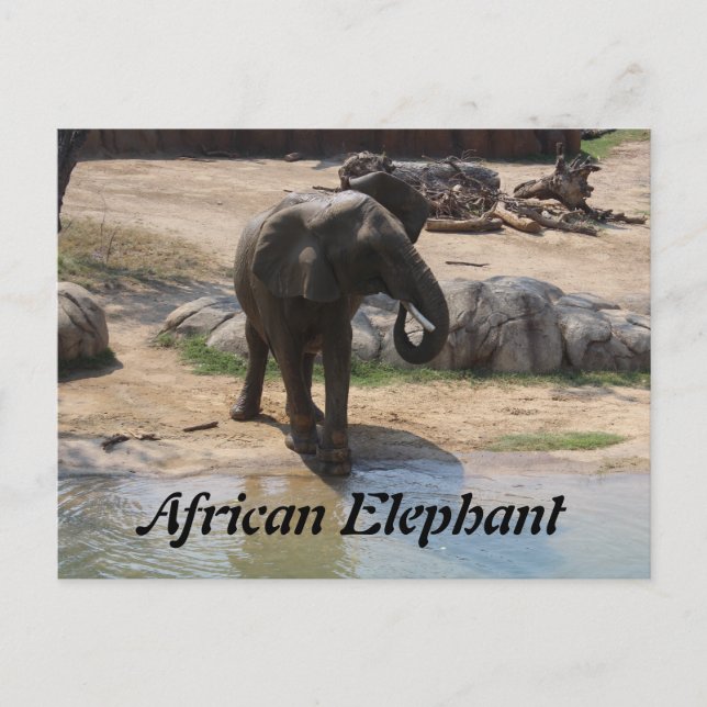 African Elephant # 7 Vykort (Framsida)