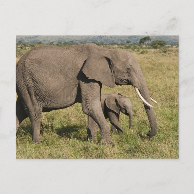 African Elephant and unge (Loxodonta africana) Vykort (Framsida)