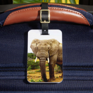 African Elephant Bull Bagagebricka