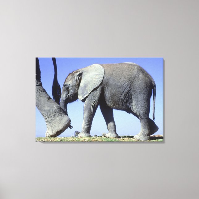 African Elephant Calf Canvastryck (Framsida)