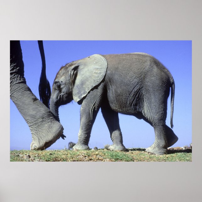 African Elephant Calf Poster (Framsidan)
