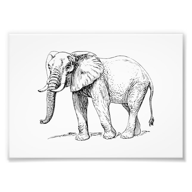 African Elephant Fototryck (Framsidan)