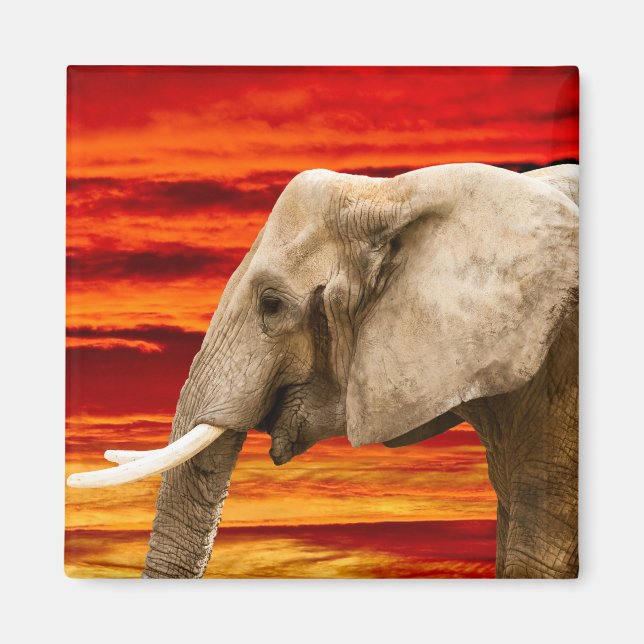 African Elephant - Fridge Magnet (Framsidan)